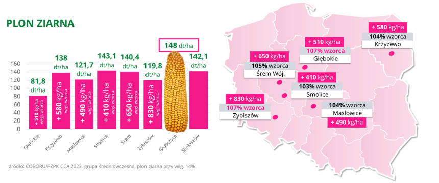 kukurydza ISMERI Plon ziarna COBORU PZPK CCA 2023 2