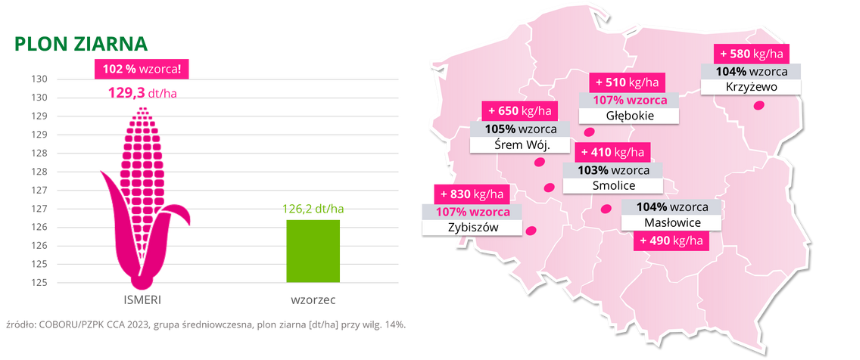 kukurydza ISMERI Plon ziarna COBORU PZPK CCA 2023