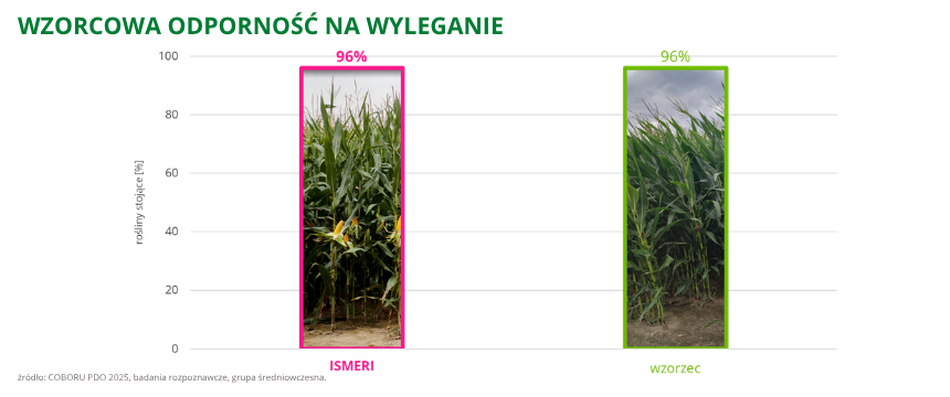 kukurydza Ismeri wzorcowa odporność na wyleganie COBORU PDO 2025