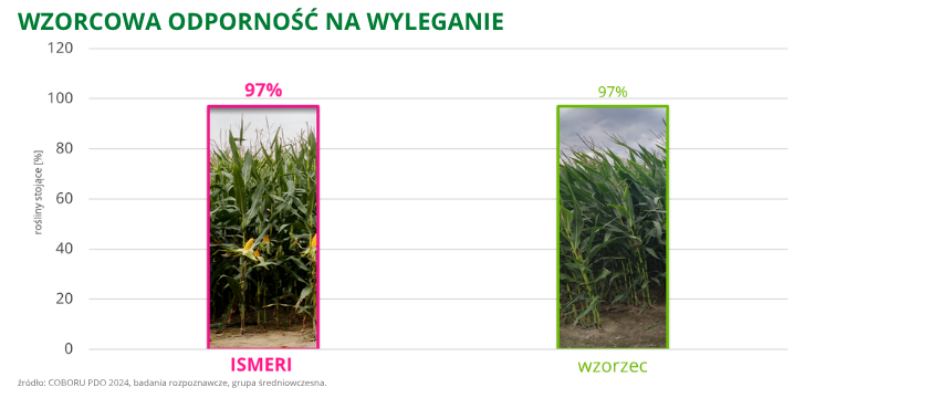 kukurydza Ismeri wzorcowa odporność na wyleganie
