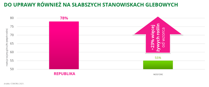 pszenica ozima oścista Republika do uprawy również na słabszych stanowiskach glebowych