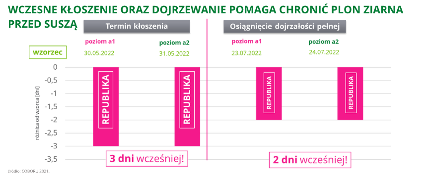 pszenica ozima oścista Republika wczesne kłoszenie oraz dojrzewanie pomaga chronić plon ziarna przed suszą