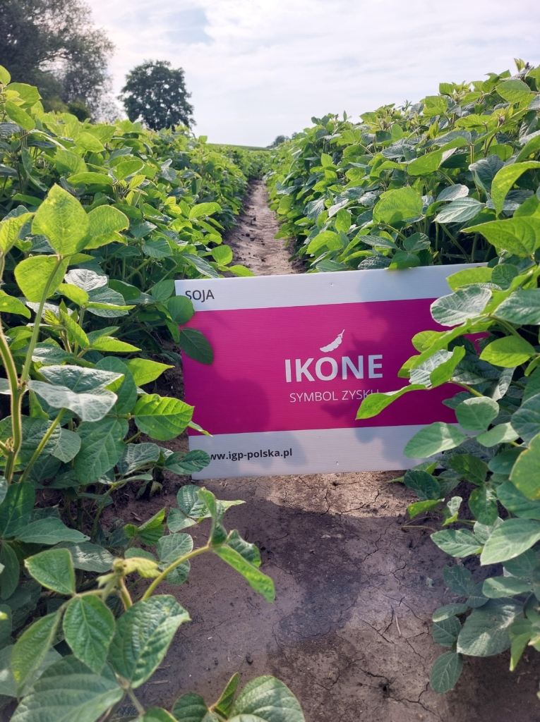 soja Ikone (1)