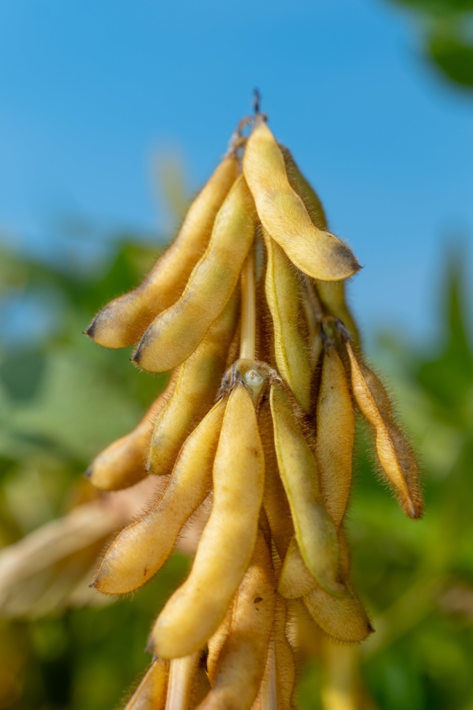 soja Magnolia PZO (2)