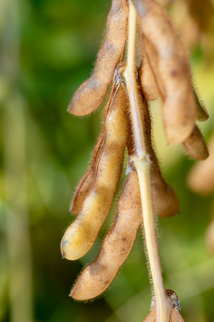 soja Magnolia PZO (3)