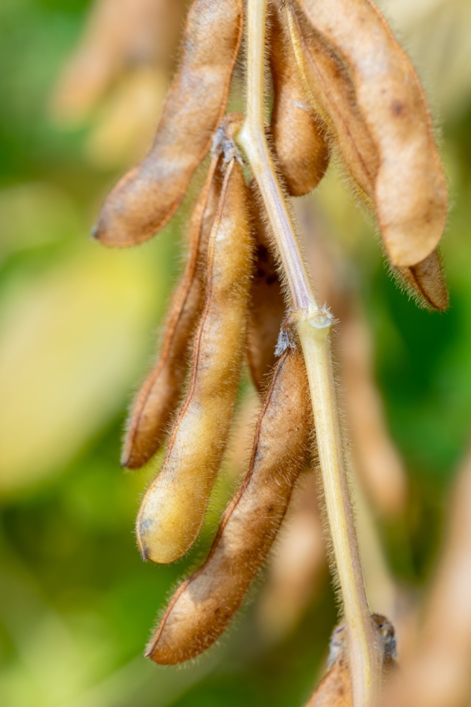 soja Magnolia PZO (4)