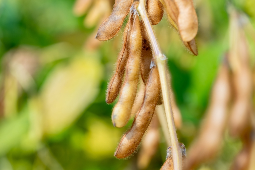 soja Magnolia PZO (5)