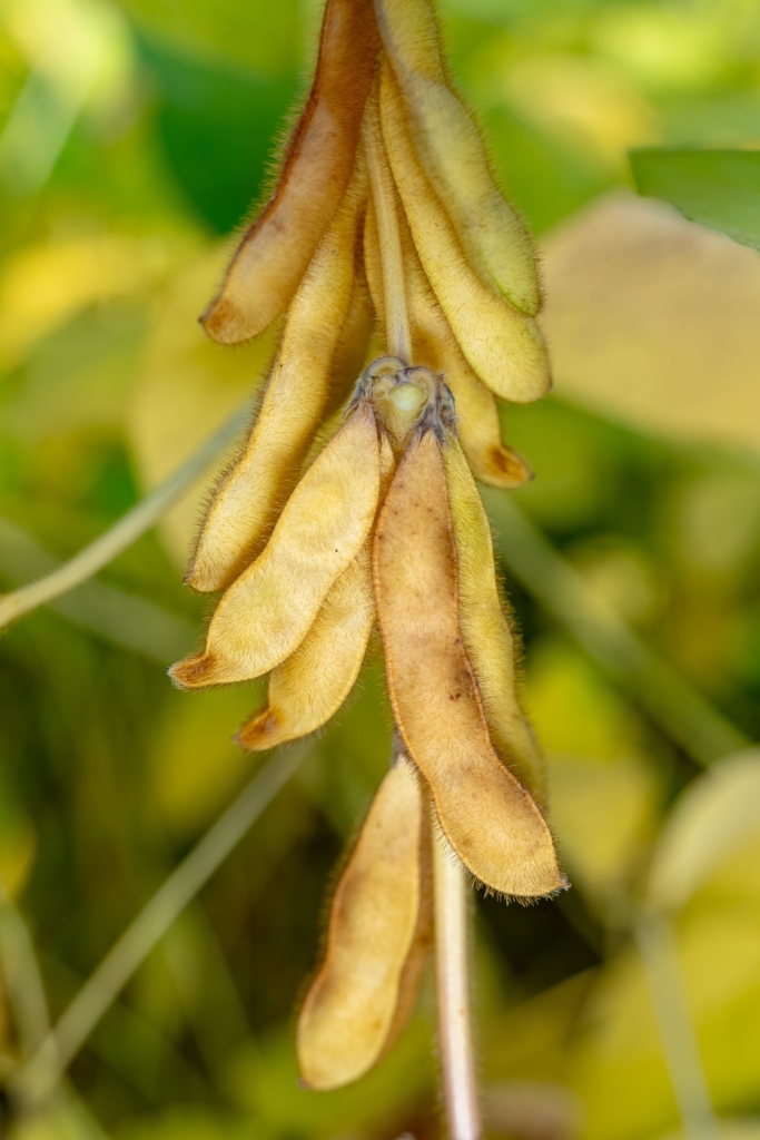 soja Magnolia PZO (6)