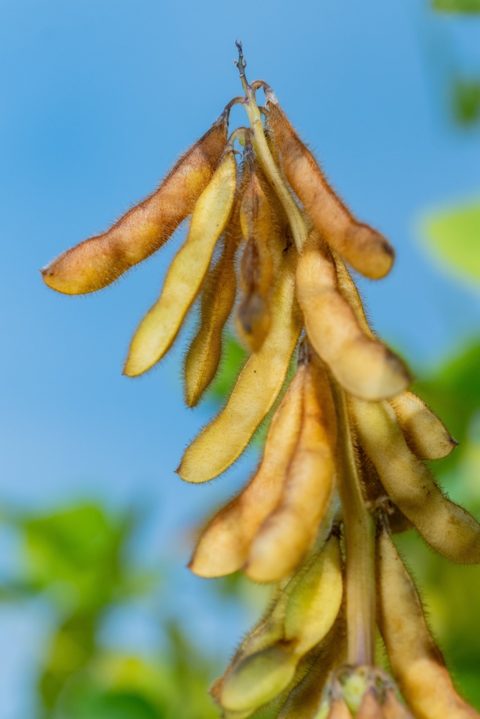 soja Magnolia PZO (7)