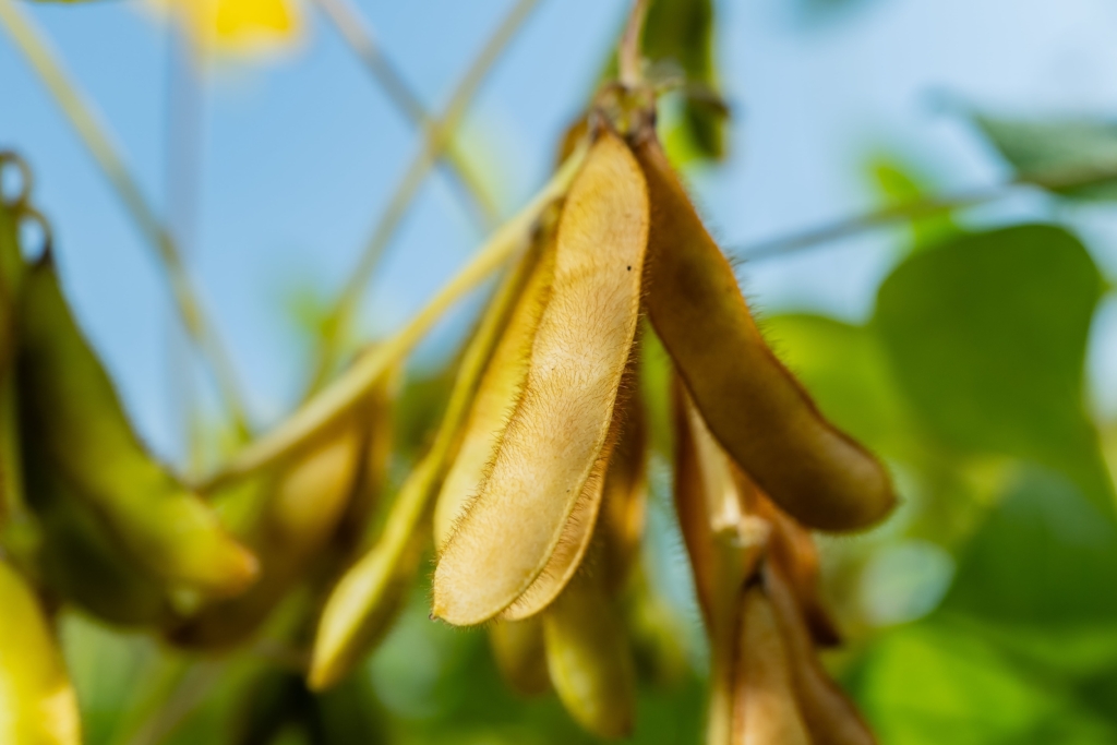 soja Magnolia PZO (8)