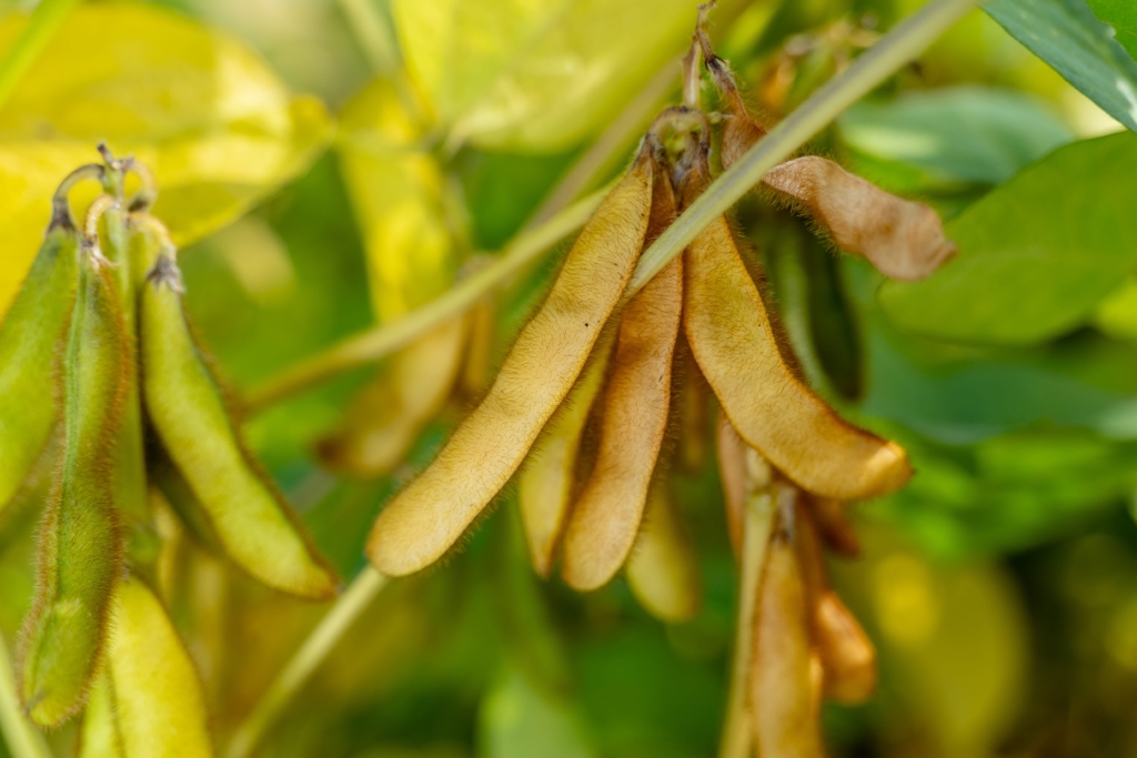 soja Magnolia PZO (9)