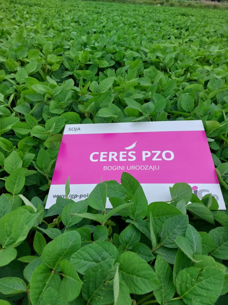 soja ceres pzo 4