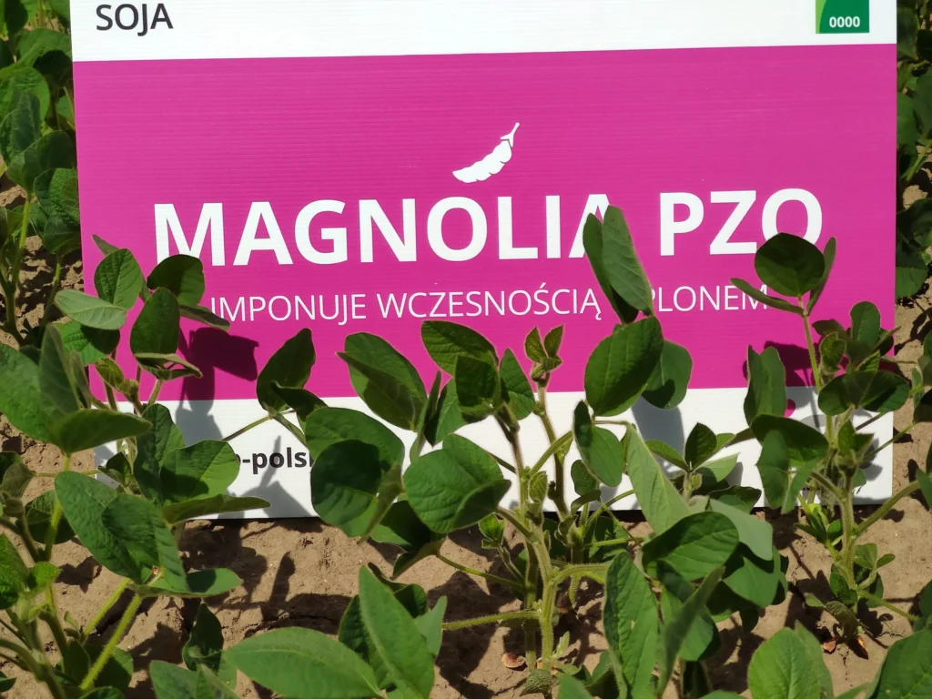 soja magnolia pzo 3