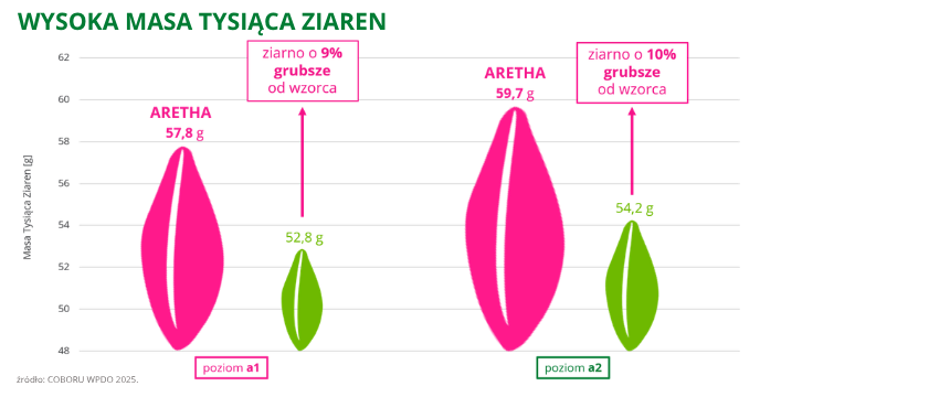 jęczmień ozimy Aretha wysoka zawartość białka coboru wpdo 2025 (2)