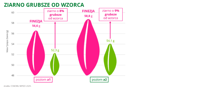 jęczmień ozimy Finezja ma ziarno grubsze od wzorca 58,8g coboru wpdo 2025