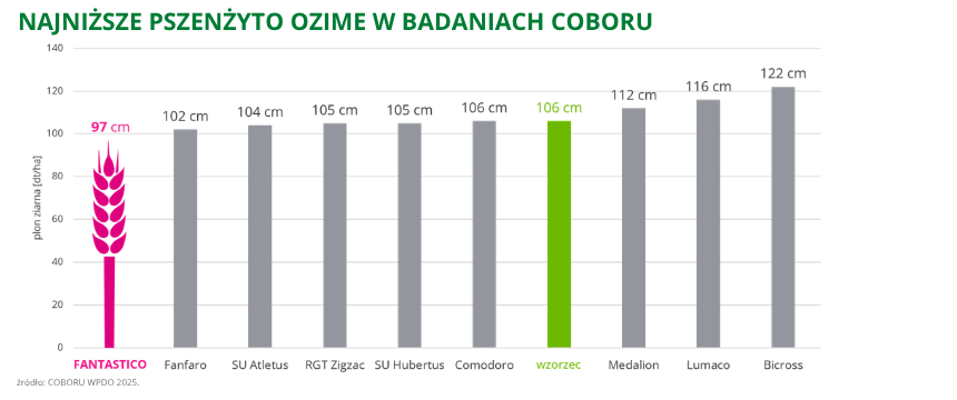 pszenżyto ozime Fantastico najniższe pszenżyto ozime w badaniach coboru wpdo 2025