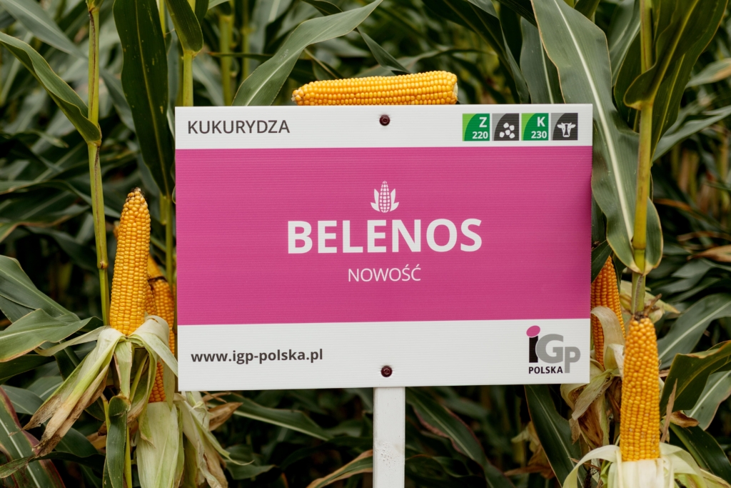Belenos (2)