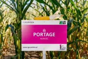 kukurydza PORTAGE IGP Polska (1)