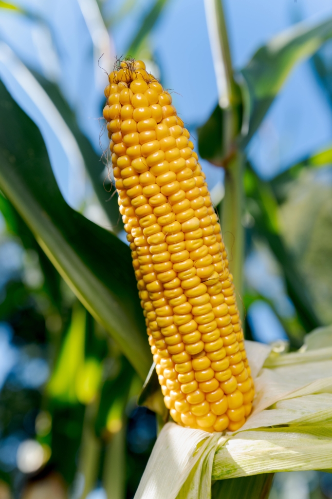 kukurydza PORTAGE IGP Polska (3)