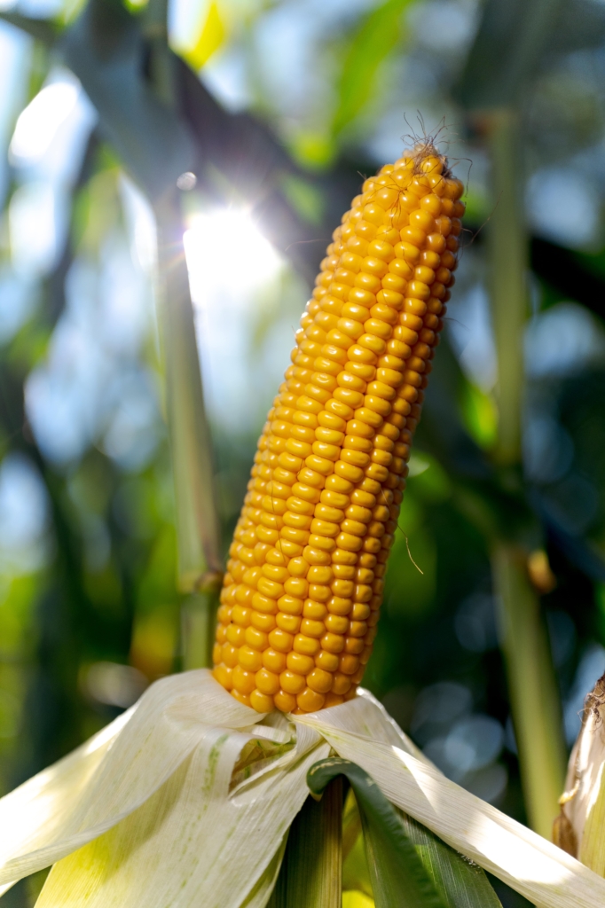 kukurydza PORTAGE IGP Polska (4)