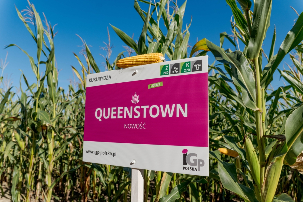 kukurydza QUEENSTOWN IGP Polska (1)