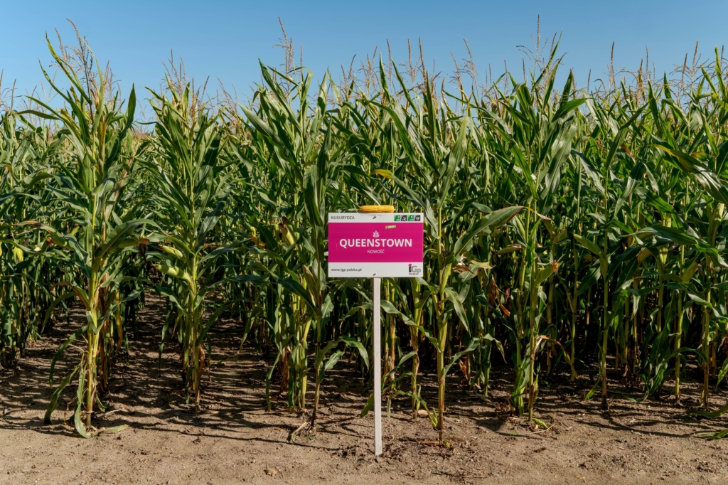 kukurydza QUEENSTOWN IGP Polska (2)