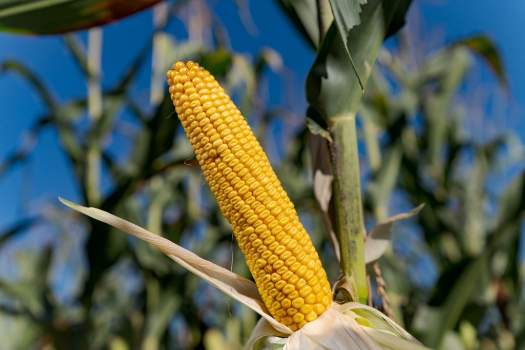 kukurydza QUEENSTOWN IGP Polska (3)