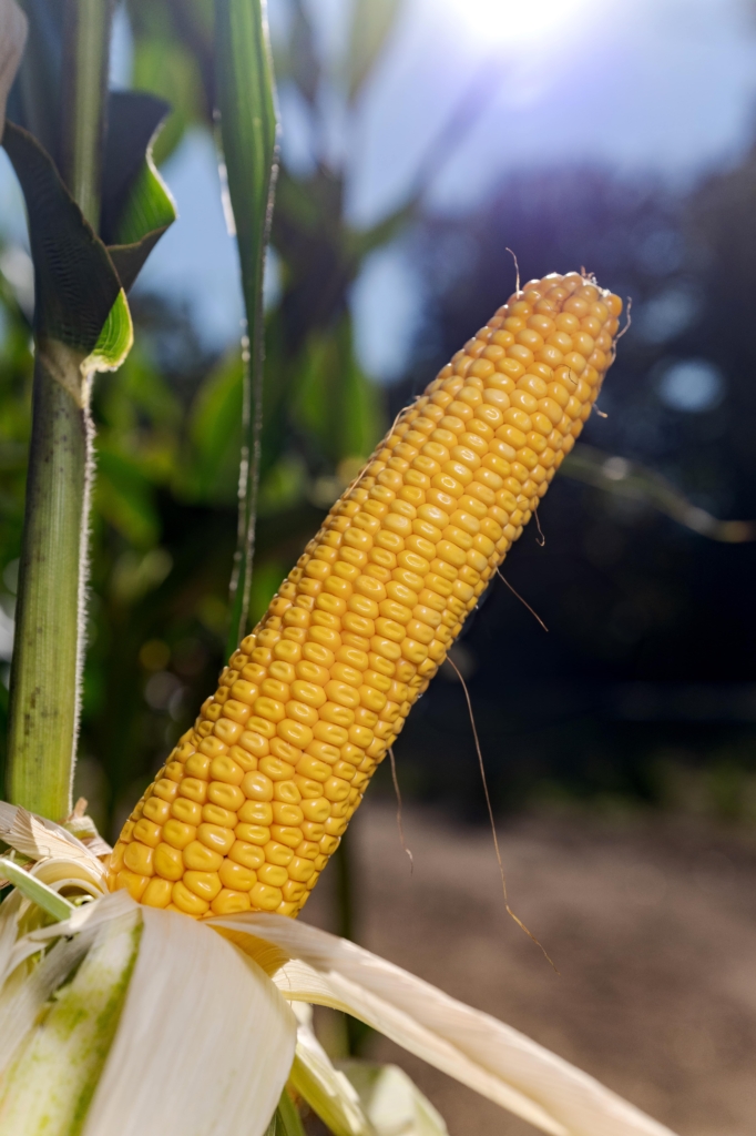 kukurydza QUEENSTOWN IGP Polska (4)