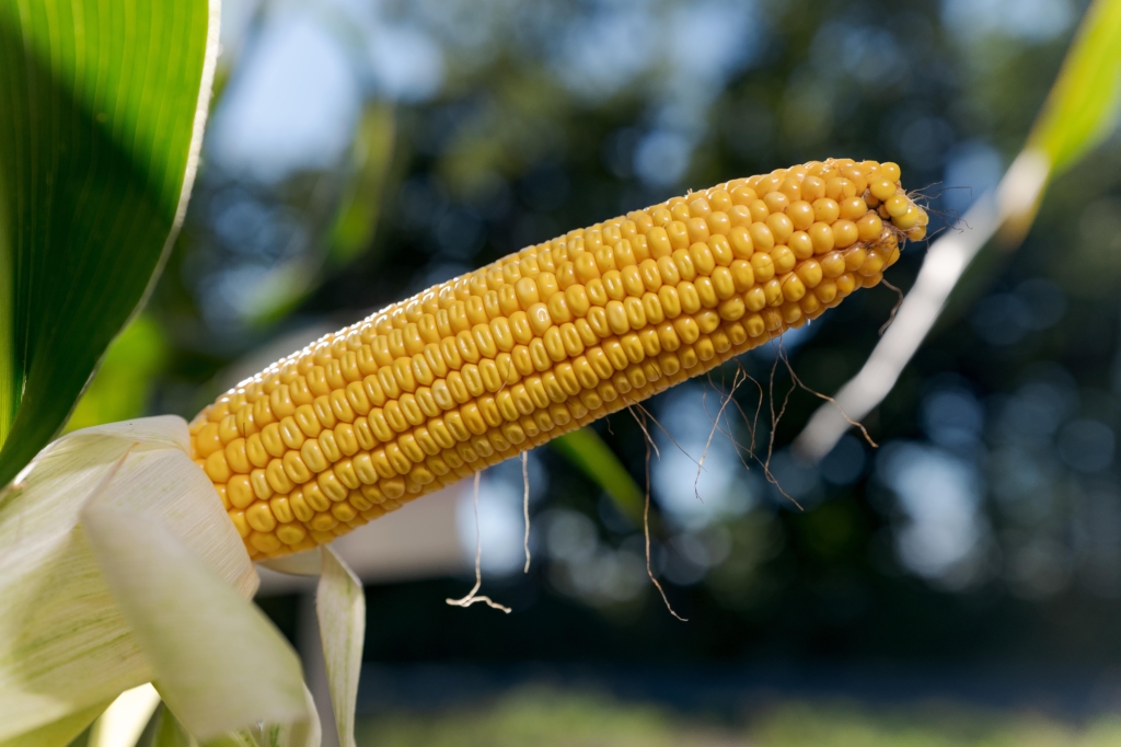 kukurydza QUEENSTOWN IGP Polska (5)