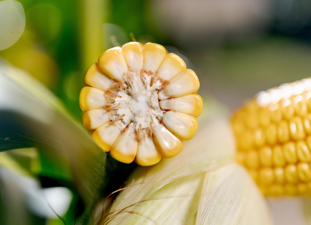 kukurydza QUEENSTOWN IGP Polska (6)