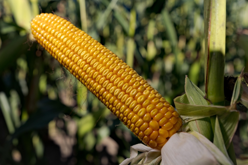 kukurydza QUEENSTOWN IGP Polska (7)