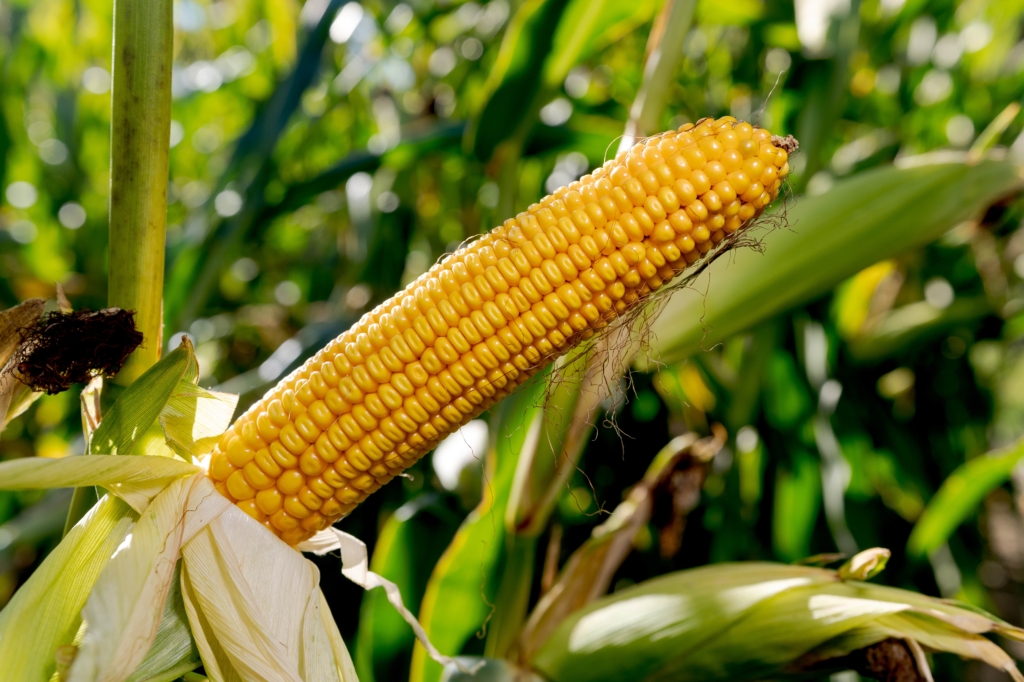 kukurydza QUEENSTOWN IGP Polska (8)