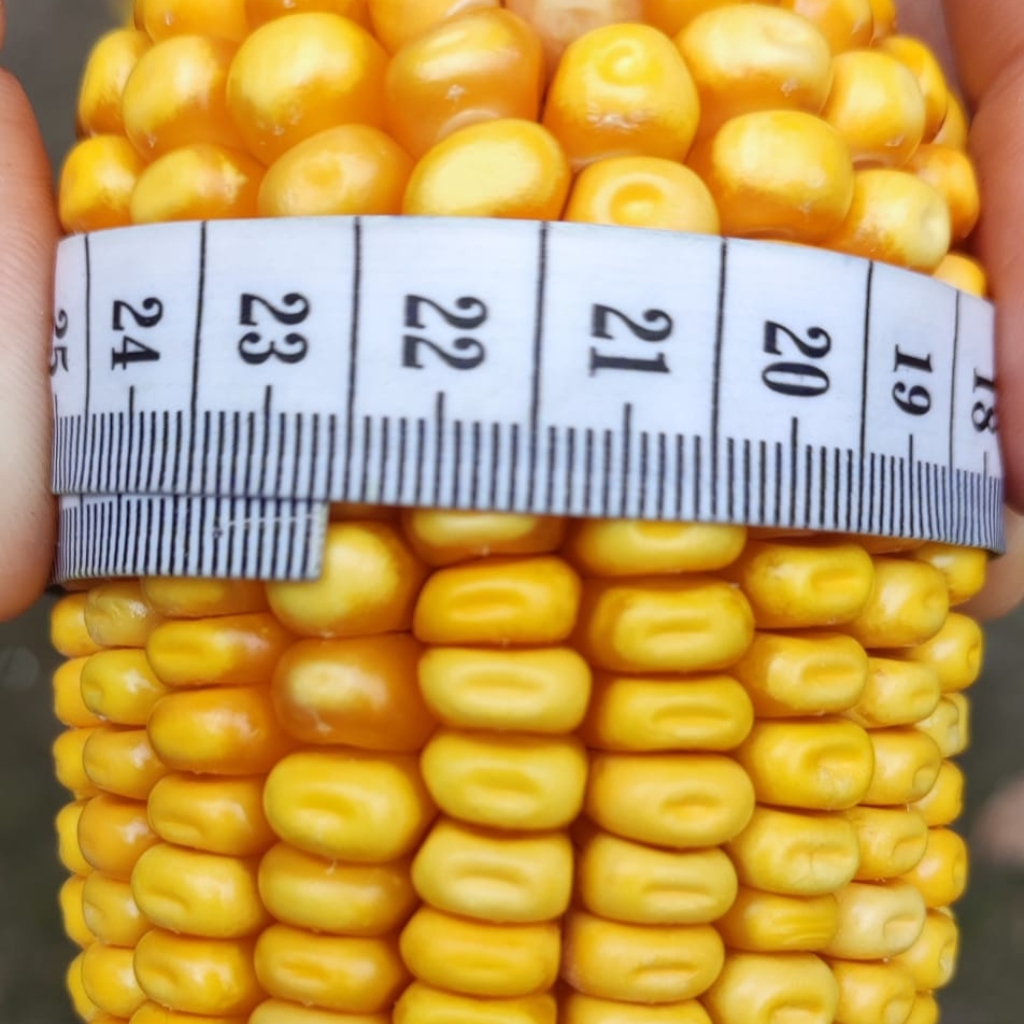 konkurs pogromcy rekordów największa kolba kukurydzy ISMERI 22,1cm 2025 rok