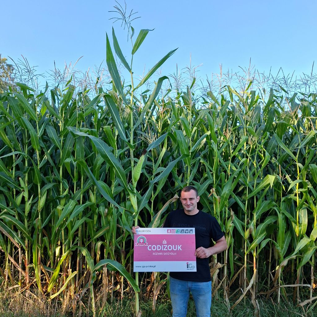 konkurs pogromcy rekordow najwyzsza roslina kukurydzy 2025