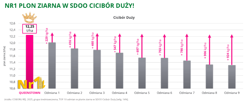kukurydza Queenstown Numer 1 w plonie ziarna w SDOO Cicibór Duży COBORU REJ. 2025 gr. średniowczesna