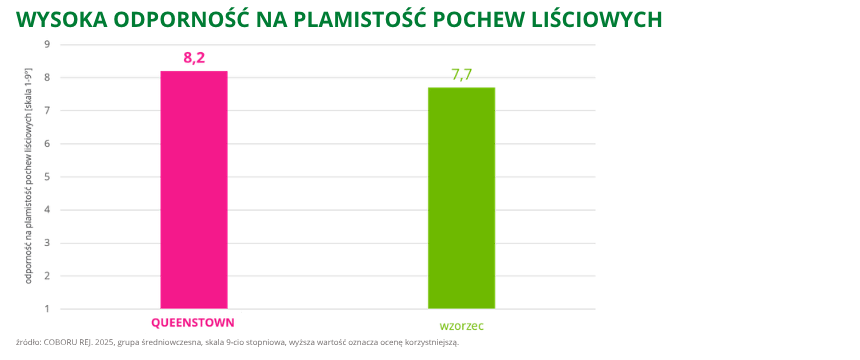 kukurydza Queenstown wysoka odporność na plamistość pochew liściowych COBORU REJ. 2025