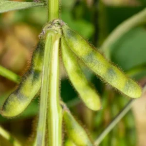 soja Romy IGP Polska