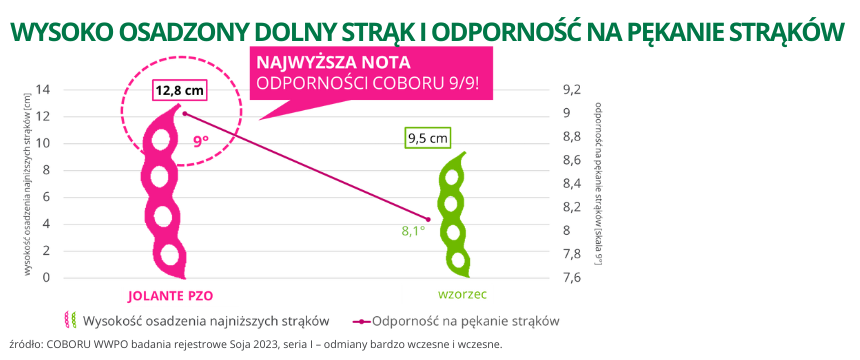 Soja Jolante PZO wysoko osadzony dolny strąk na wysokości 12,8cm i odporność na pękanie strąków ocena 9 COBORU WWPO 2023