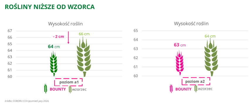 jeczmien jary Bounty rosliny nizsze od wzorca coboru cca 2024