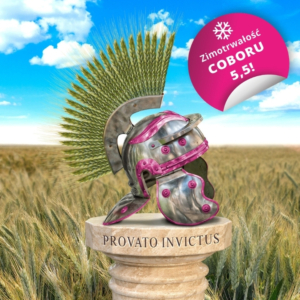 Pszenzyto ozime Provato IGP Polska