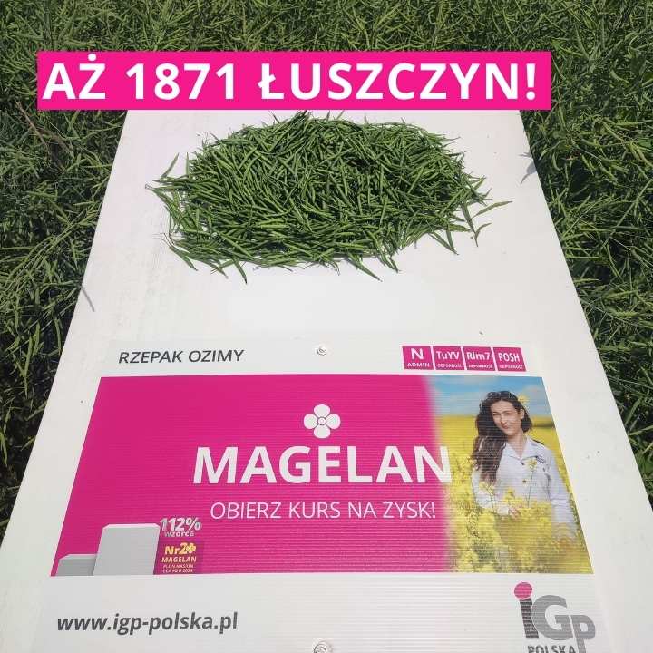 najwieksza ilosc luszczy na pojedynczej roslinie rzepaku ozimego pogromcy rekordow 2026