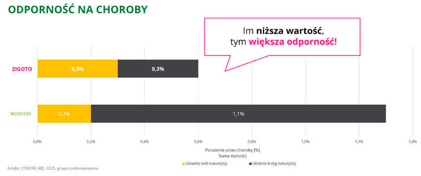 kukurydza Zigoto odporność na choroby COBORU rejestrowe 2025