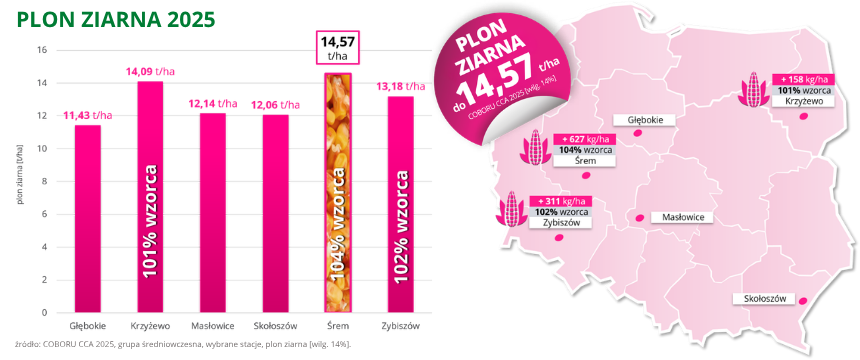 kukurydza Zigoto plon suchego ziarna do 14.57 t ha COBORU CCA 2025